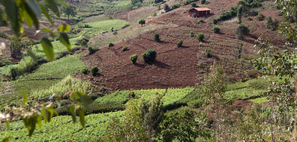 Adaptating Best Practices in the GIZ Agriculture Portfolio
