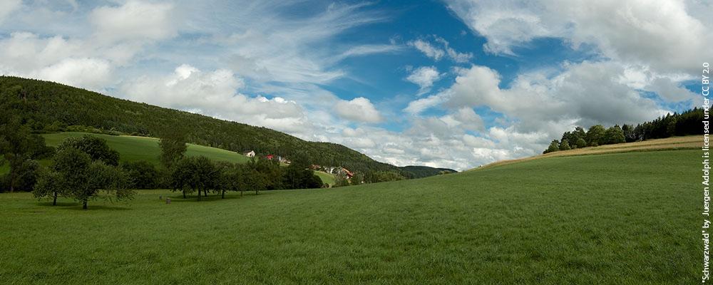 Adaptation Strategies for the Black Forest