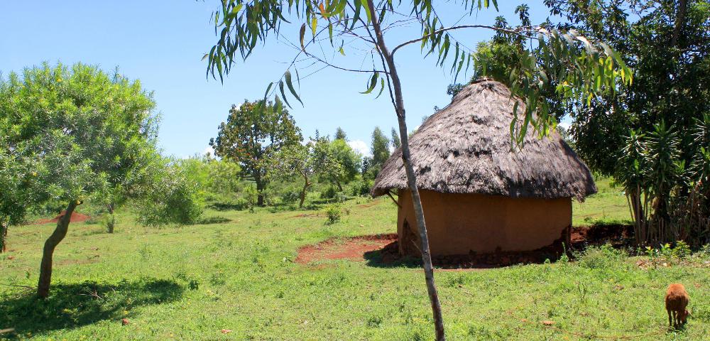 Agricultural Carbon Project Development