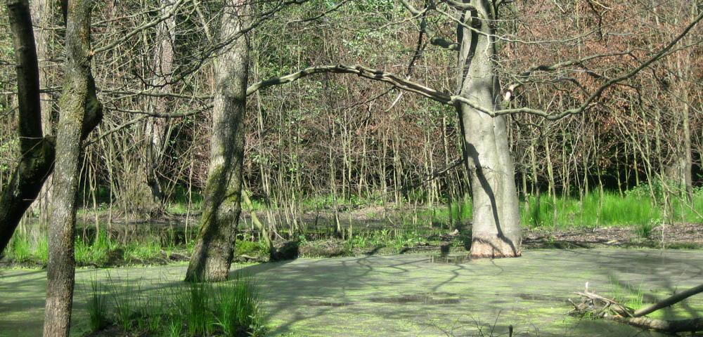 Best Practice: Valuating Environmental Compensation Measures
