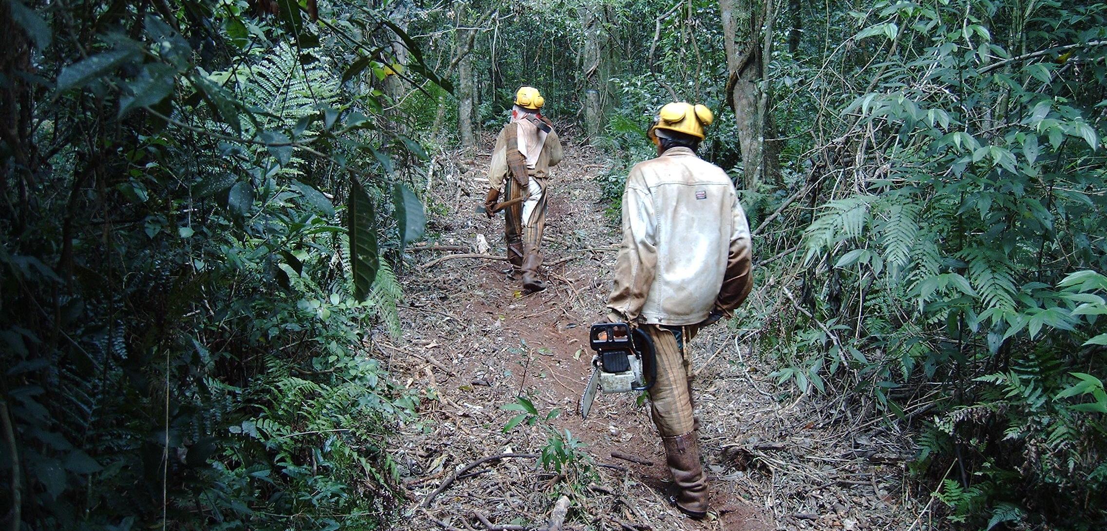 Best practices of large-scale natural forest management in the Tropics