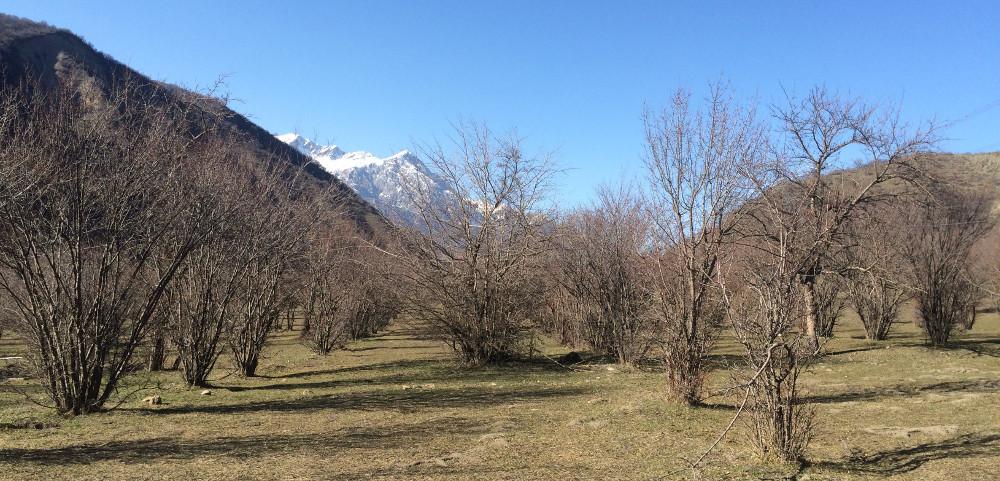 Biodiversity Conservation in Walnut Forests