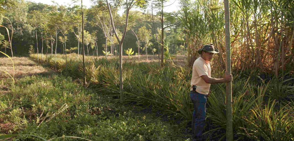 Business Case Development for Forest Rehabilitation & REDD+