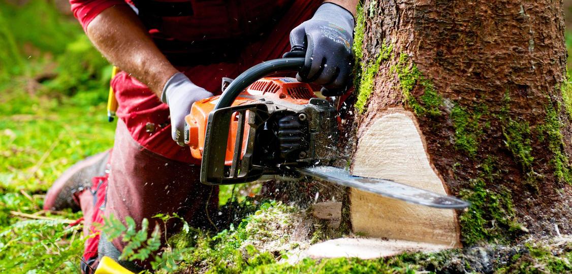 Business Strategies for Logging Entrepreneurs