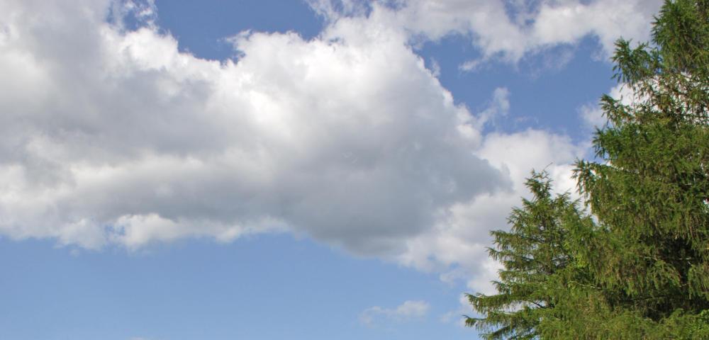 Climate adaptation strategy for forests in North Rhine-Westphalia