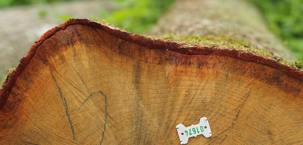 Commercial Potential of Hardwoods