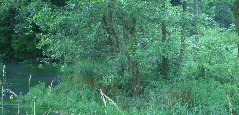 Conceptual design for the implementation of Natura 2000 in forests
