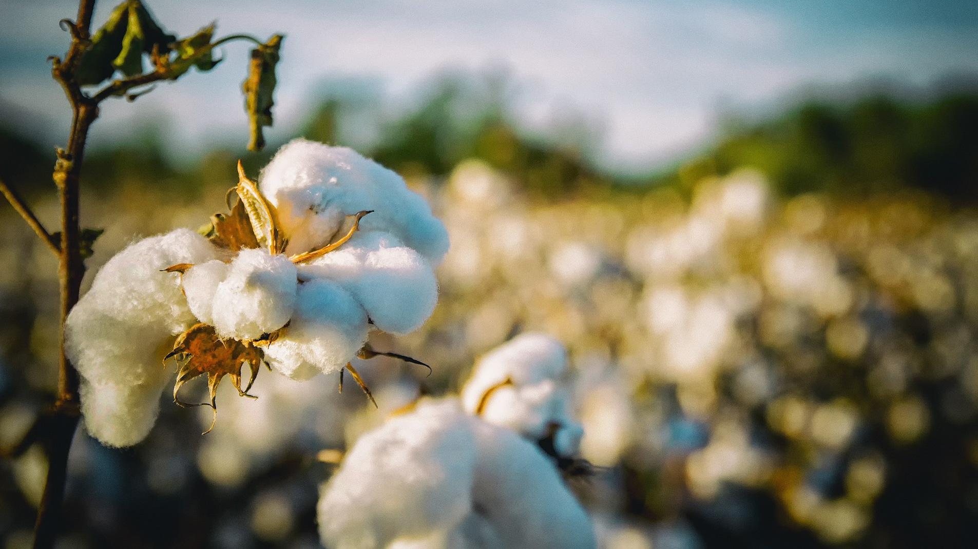 Evaluation of 'Cotton Supply Chain Cameroon Project