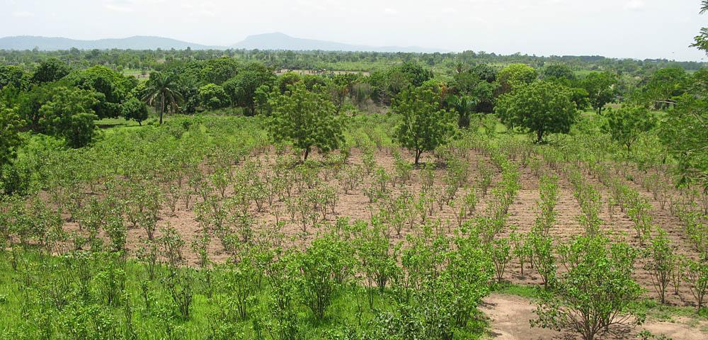 Feasibility Study for a Reforestation Project