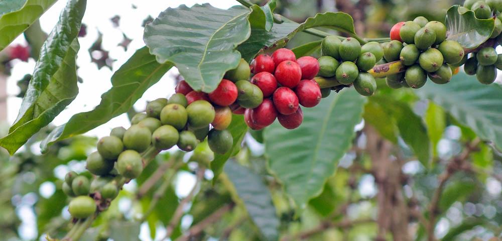 Final Evaluation: Building Coffee Farmers Alliances