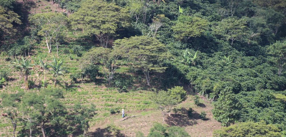Financing of Forest Measures in the REDD Context