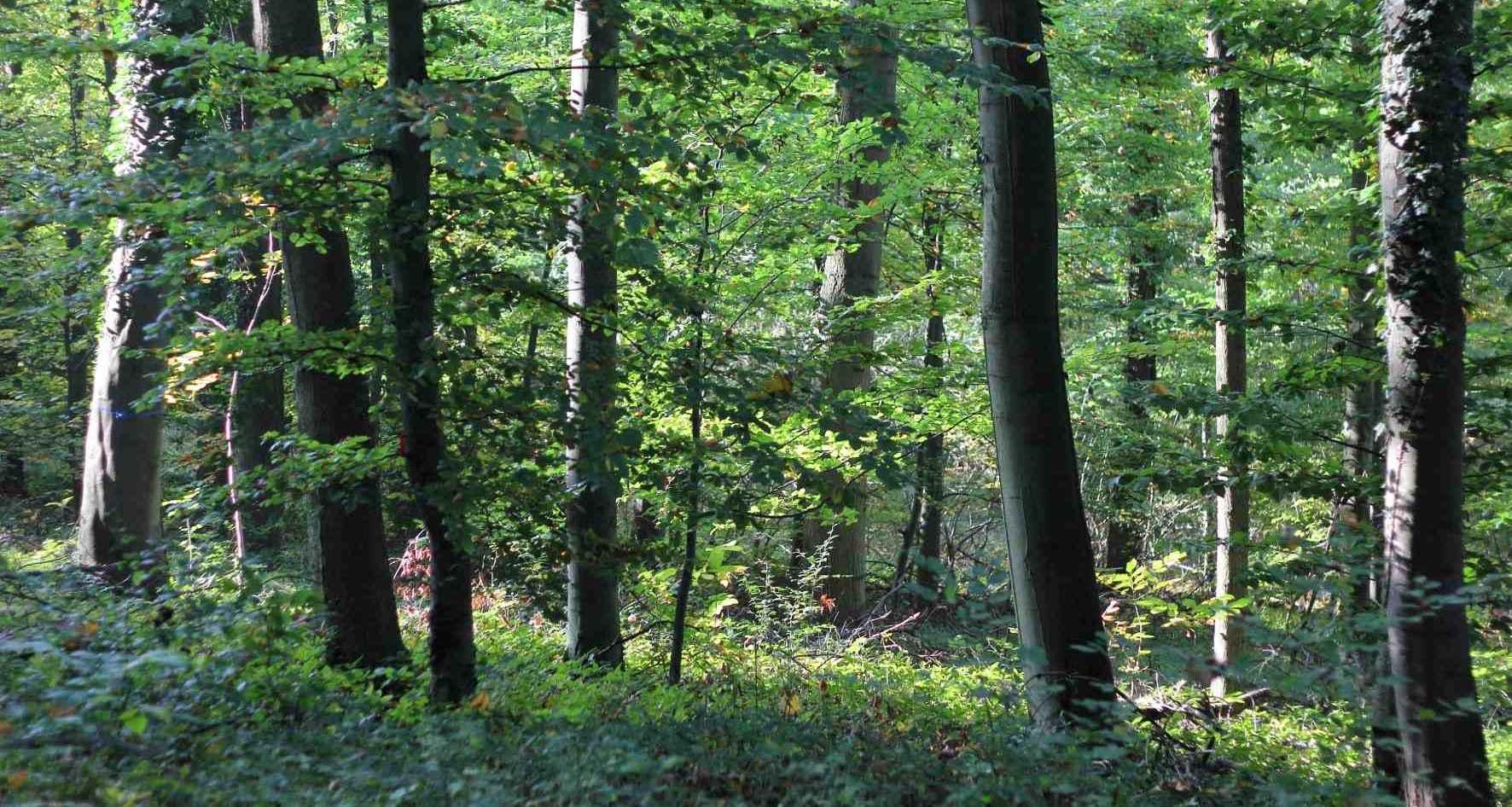 Forest Management Planning in the Black Forest