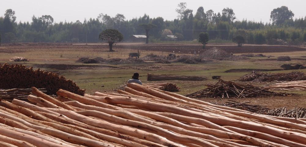 Forest Sector Review