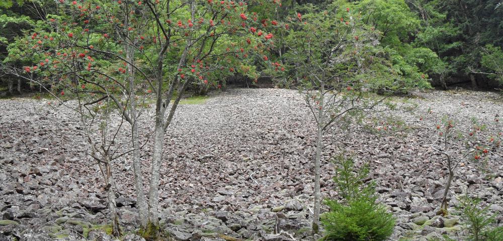 Forest Structure Mapping in Forest Reserves