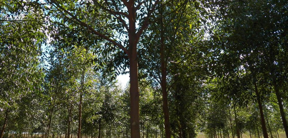 Forestry Production Cono Sur Countries