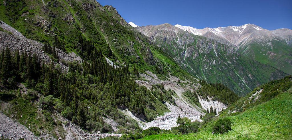 Identification of Forest Carbon Finance Mechanisms