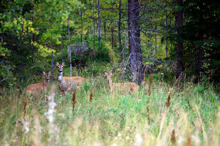 Impact Assessment of Ungulates on Forests in Brandenburg