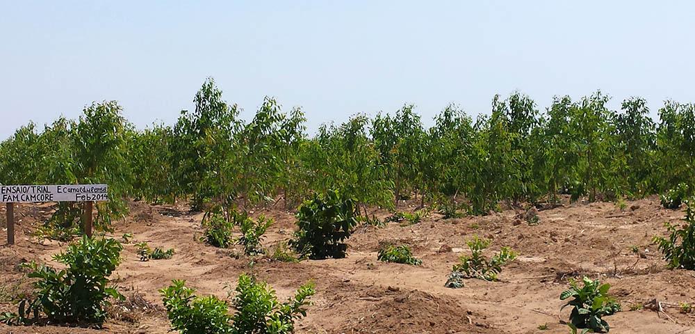 Improving Business Climate for Planted Forests