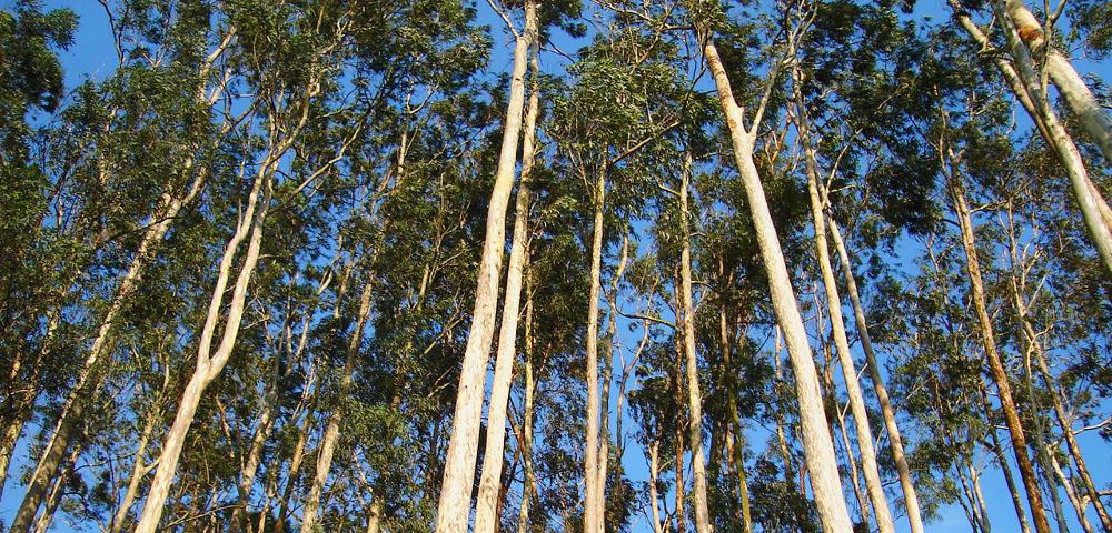 Integrated Forest Planning System and Forest Management Plan