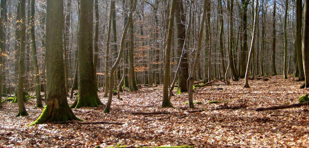 Management Optimization in Community Forests