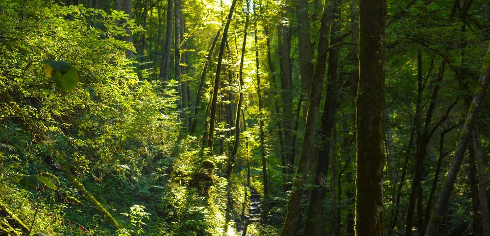 Management Plan for Wutach Community in the Black Forest