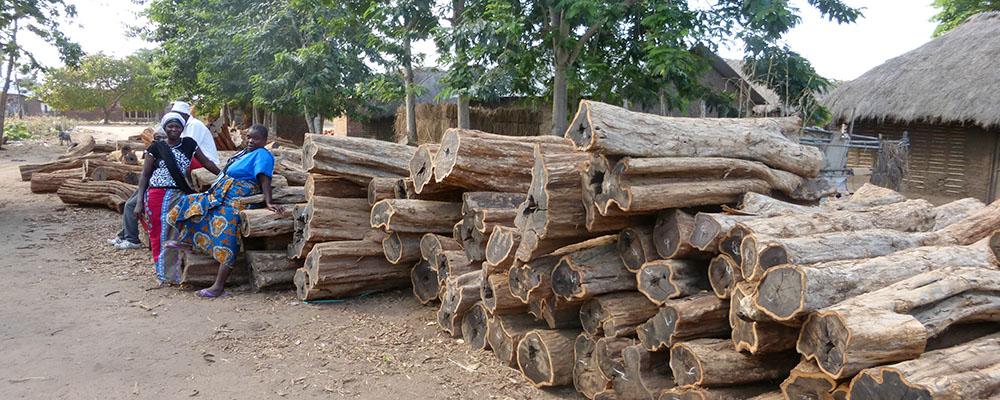 Mid term evaluation of the Mpingo Conservation & Development Initiative