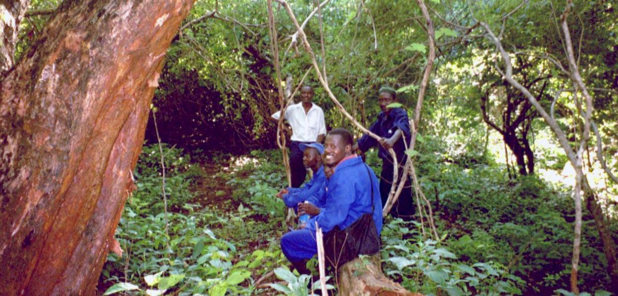 Monitoring of Miombo Forests