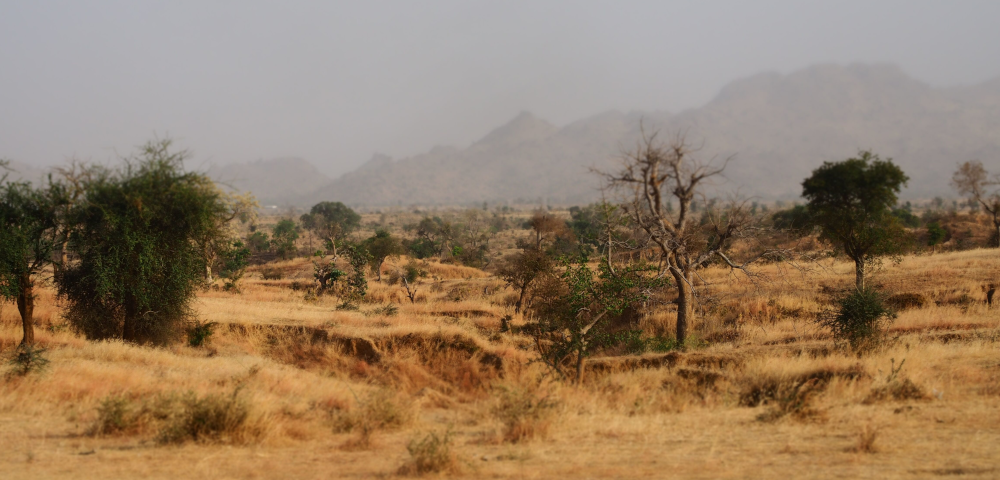 Project identification for the 'AFR100 Cameroon'