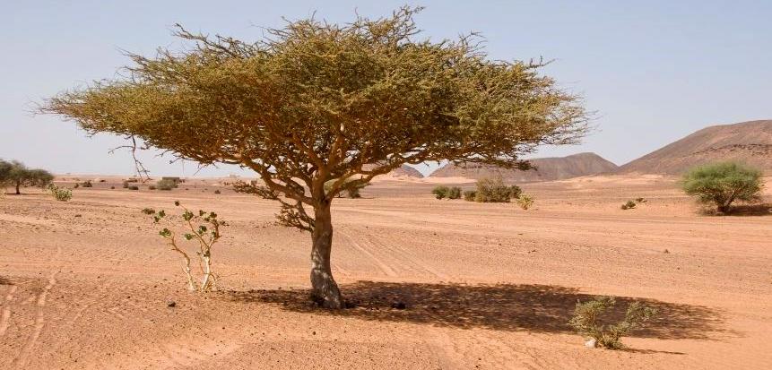 Rural Development and Climate Change Adaptation