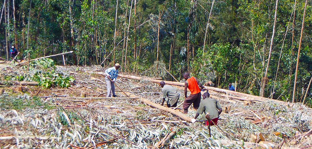 School Forest and Silvicultural Training Modules