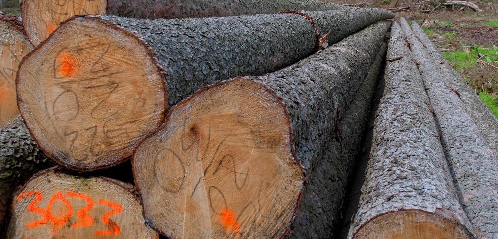 Strategic consultancy of a forest producer association
