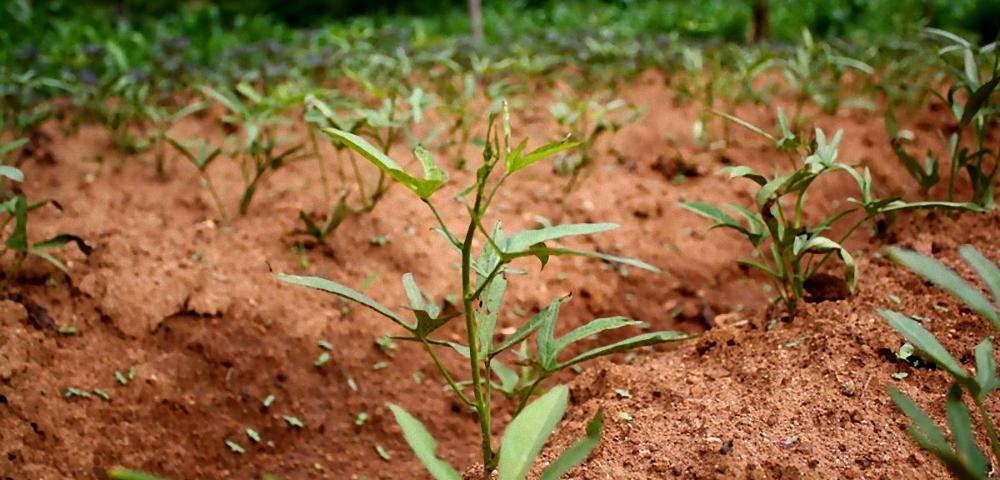 Verification support for Agricultural Carbon Project